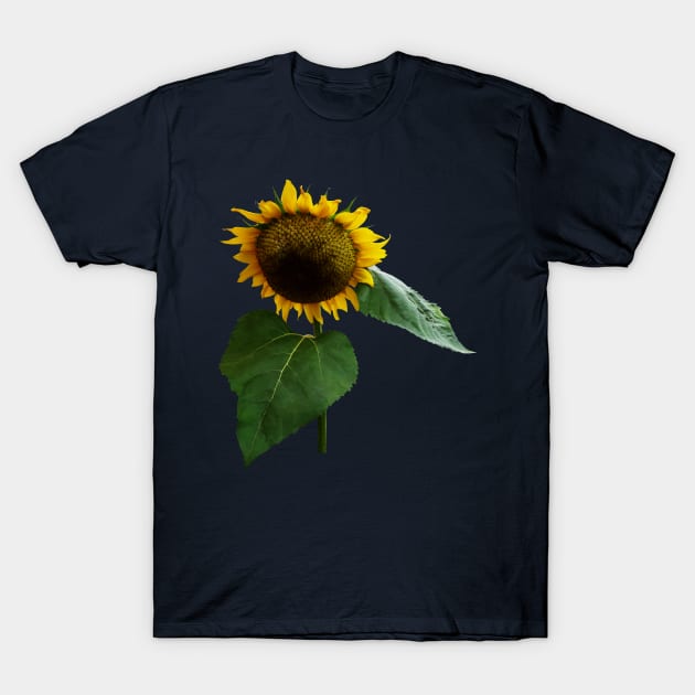 Sunflowers - Bowing Sunflower T-Shirt by SusanSavad